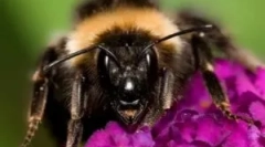 Mit kell tennie, ha megharapott darázs?